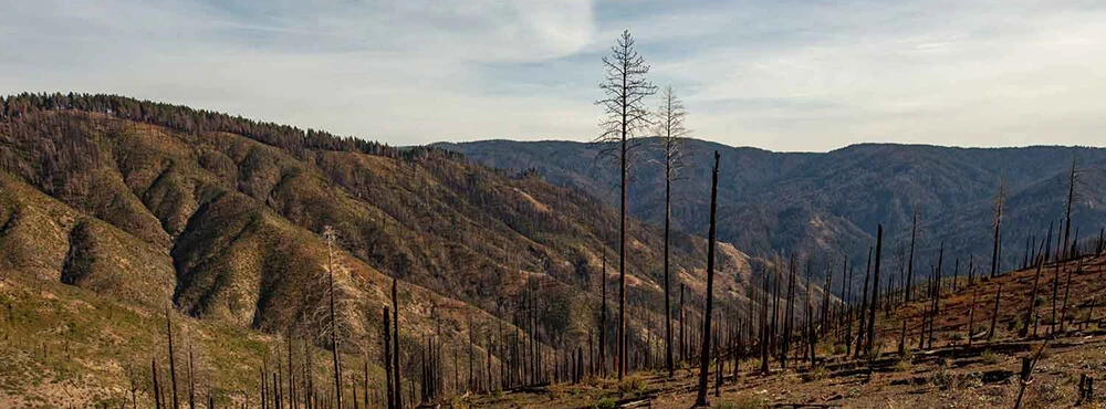 California Wildfire Restoration Project